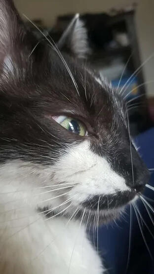 ▶ 60k 💙 20.3k 💬 4.2k